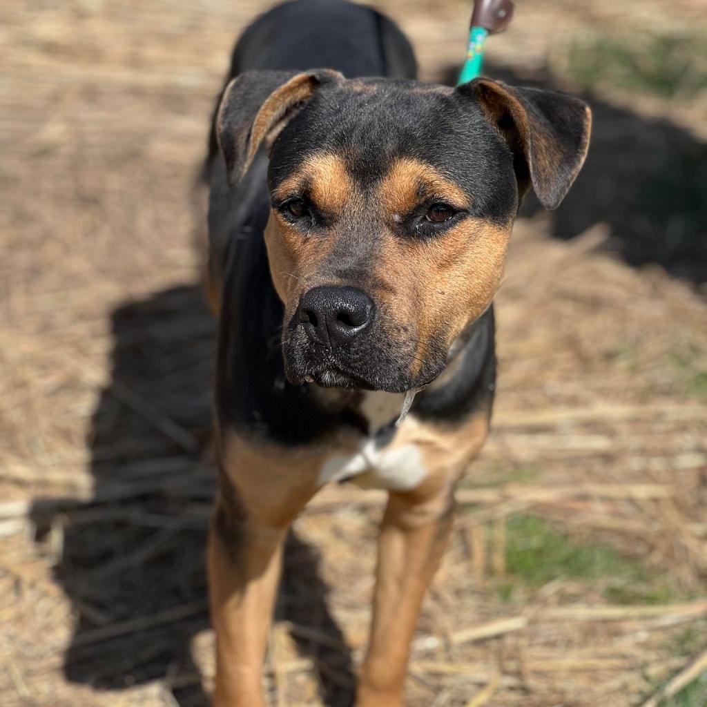 Barnaby, Adoptable, Adult Male Mixed Breed.