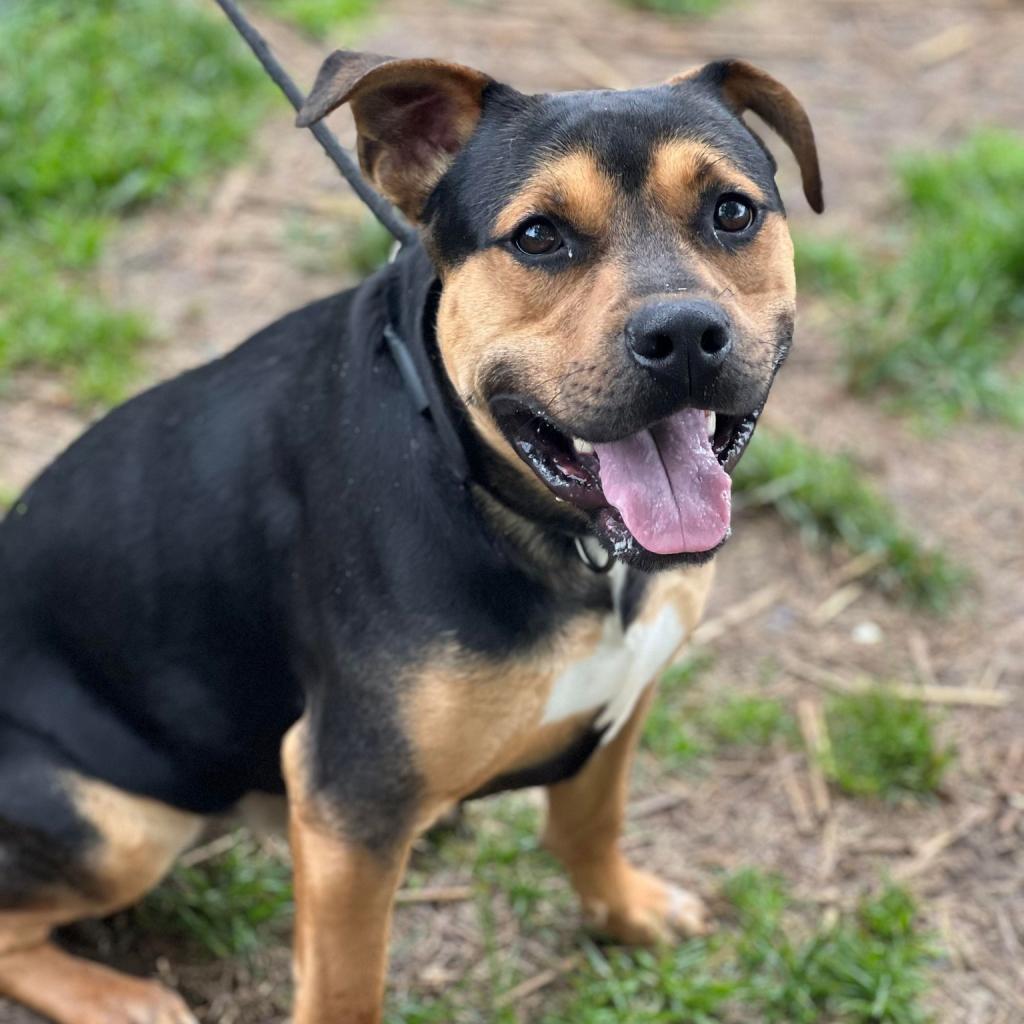 Enlarge Barnaby, a Adoptable Mixed Breed in Huntington, WV image 2/6