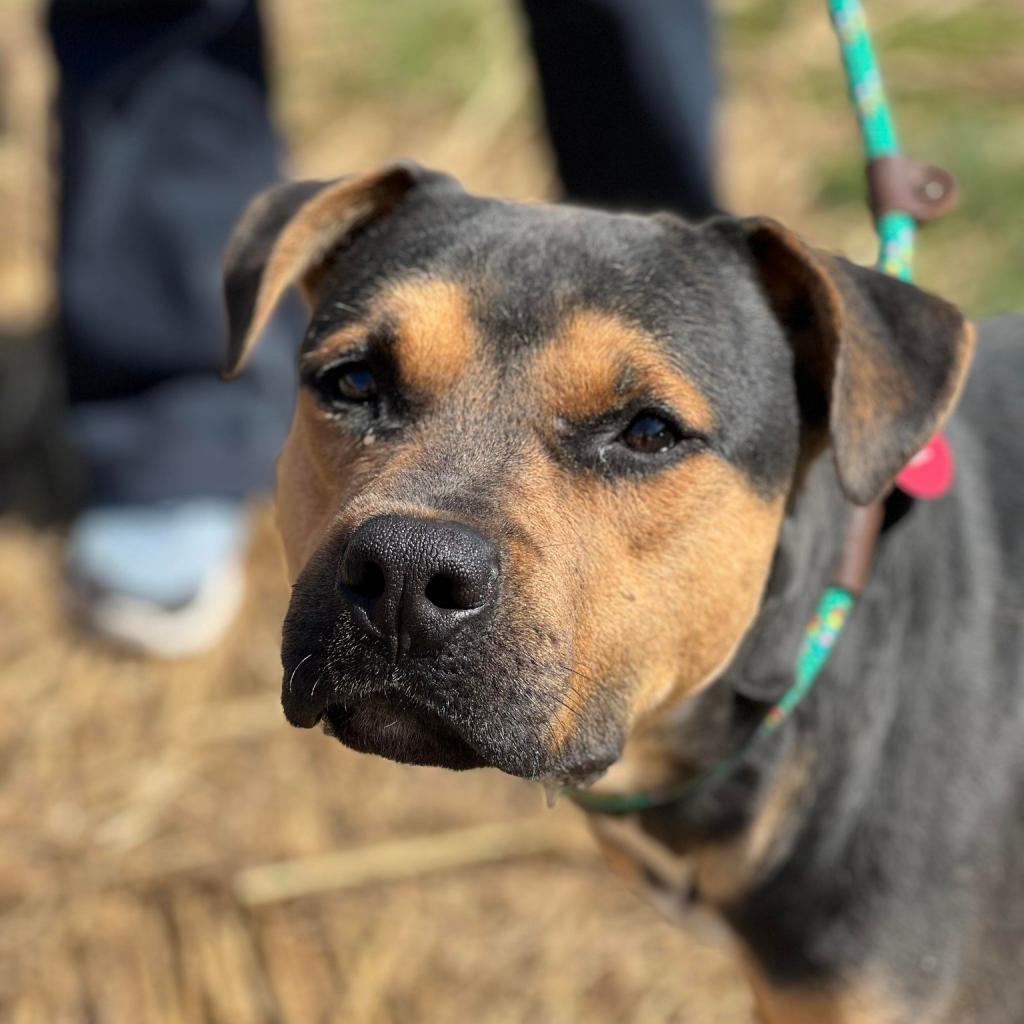 Enlarge Barnaby, a Adoptable Mixed Breed in Huntington, WV image 3/6