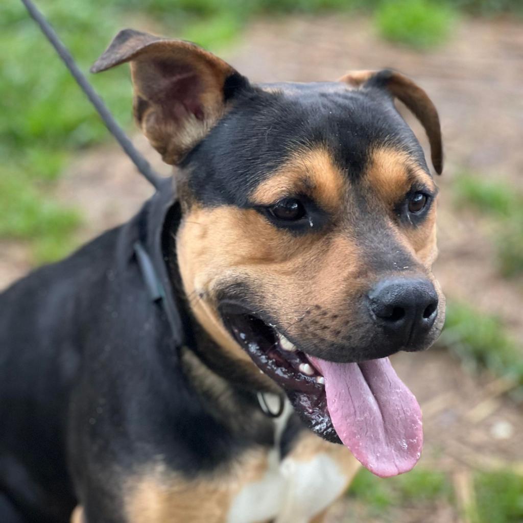 Enlarge Barnaby, a Adoptable Mixed Breed in Huntington, WV image 4/6