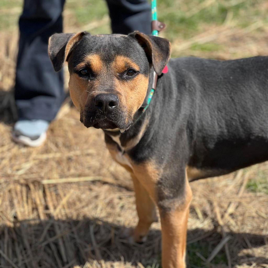 Enlarge Barnaby, a Adoptable Mixed Breed in Huntington, WV image 5/6