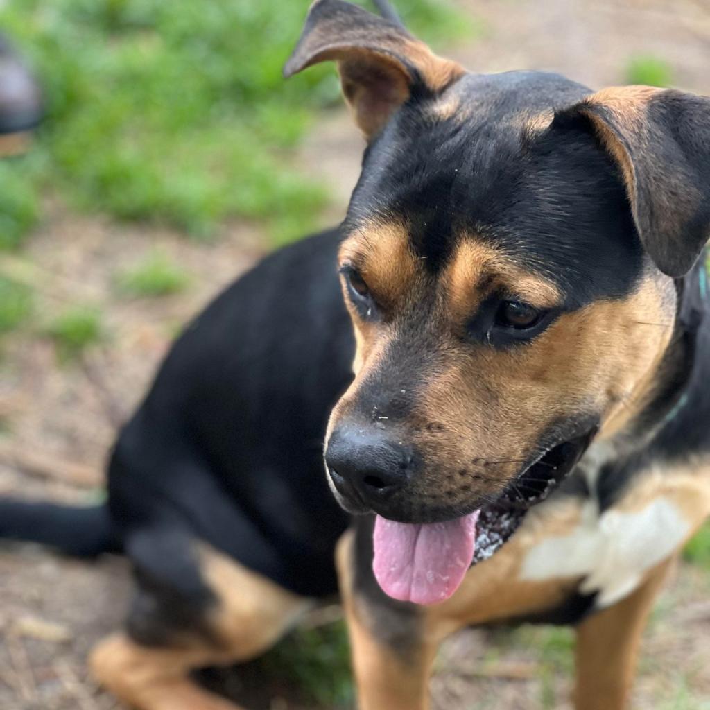 Enlarge Barnaby, a Adoptable Mixed Breed in Huntington, WV image 6/6