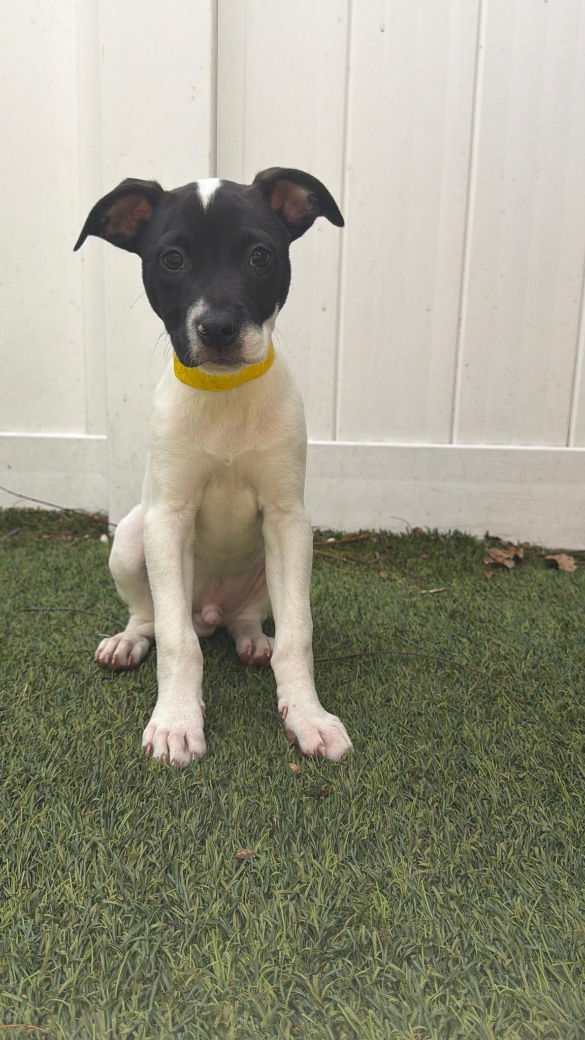 Capucine Pup - Lombardi, Adoptable, Puppy Male Boxer & Terrier.