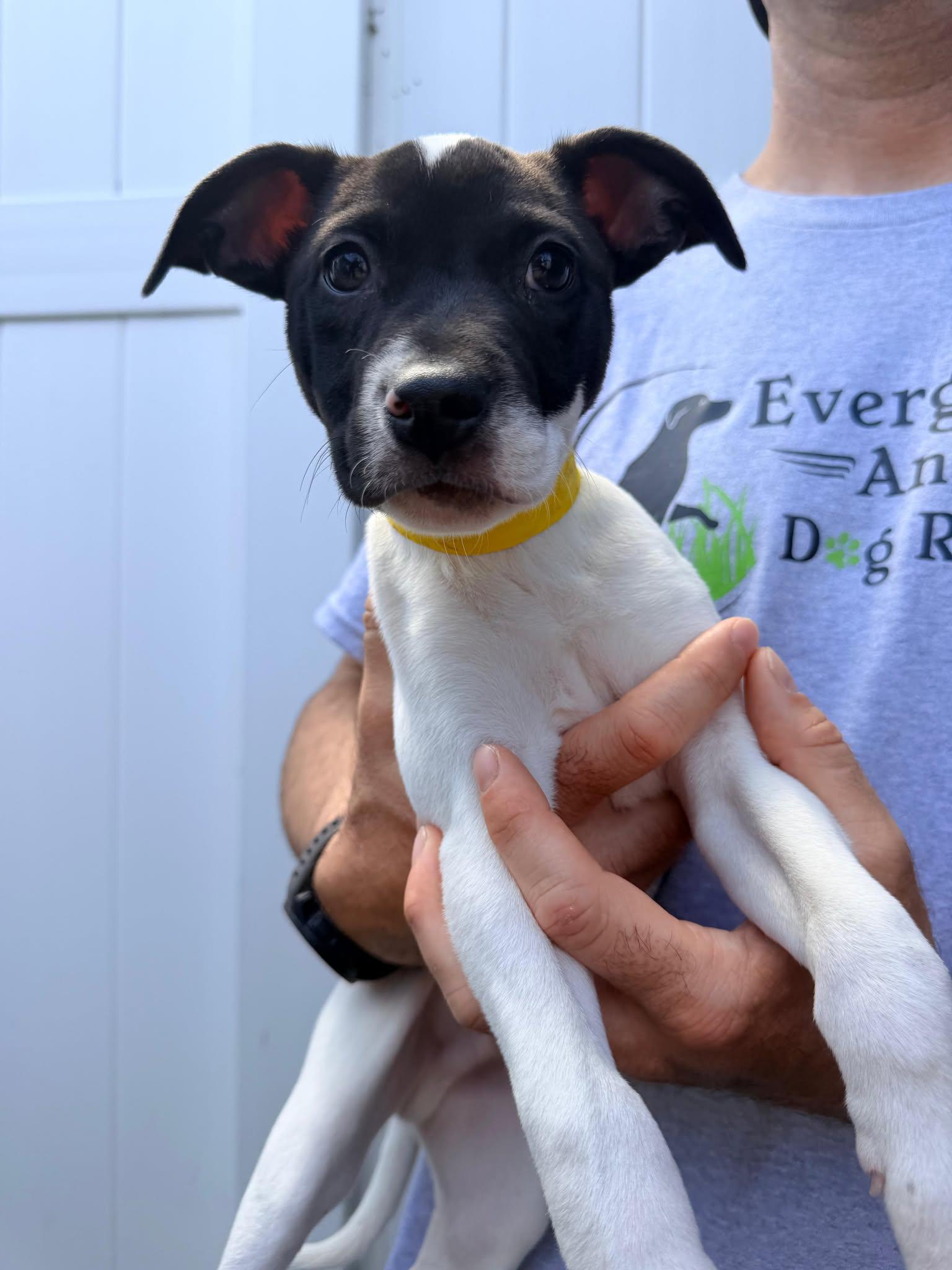 Enlarge Capucine Pup - Lombardi, a Adoptable mixed breed in Pompano Beach, FL image 2/3
