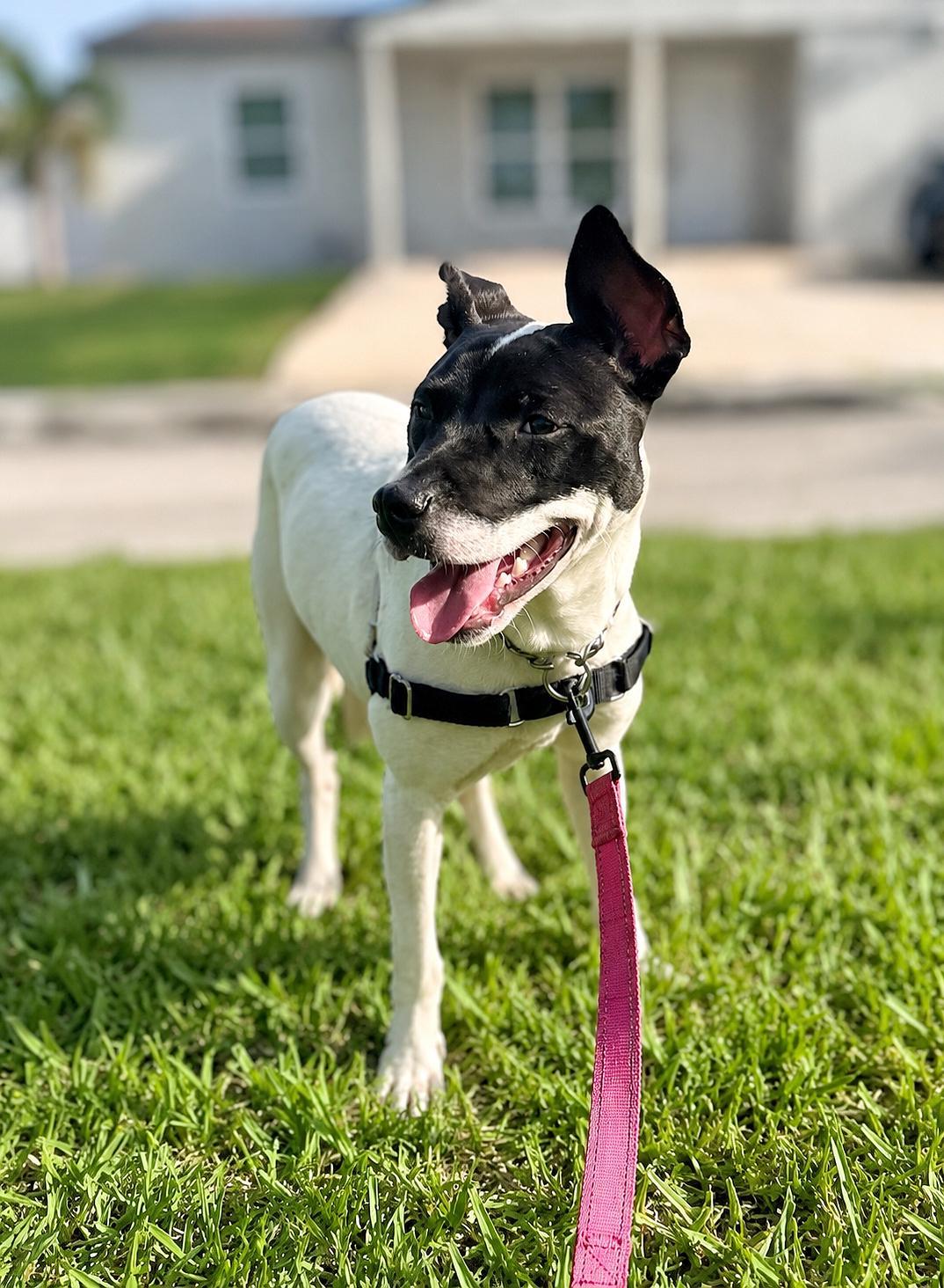 Capucine Pup - Lombardi, Adoptable, Puppy Male Boxer & Terrier.