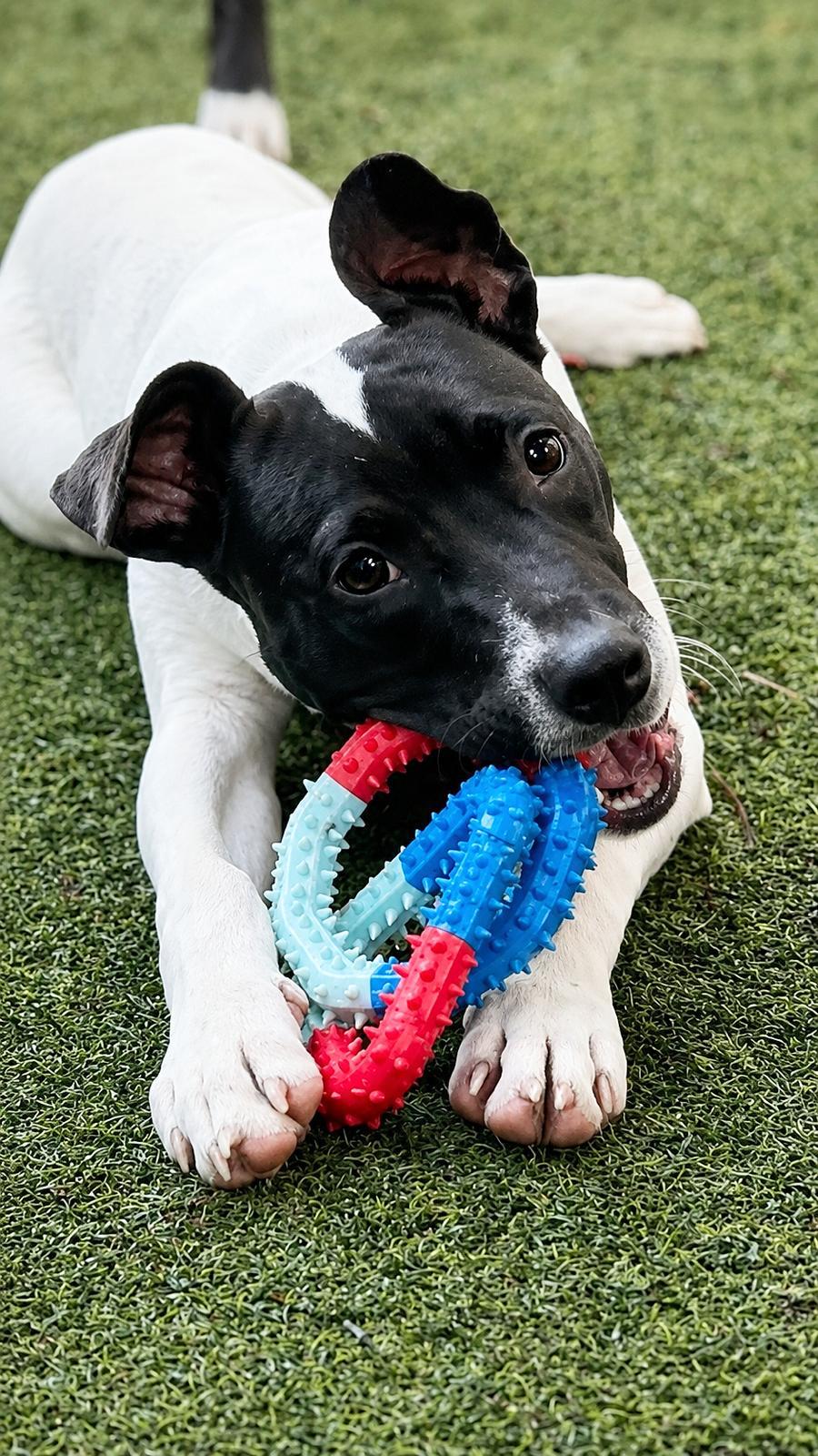 Enlarge Capucine Pup - Lombardi, a Adoptable mixed breed in Pompano Beach, FL image 2/3