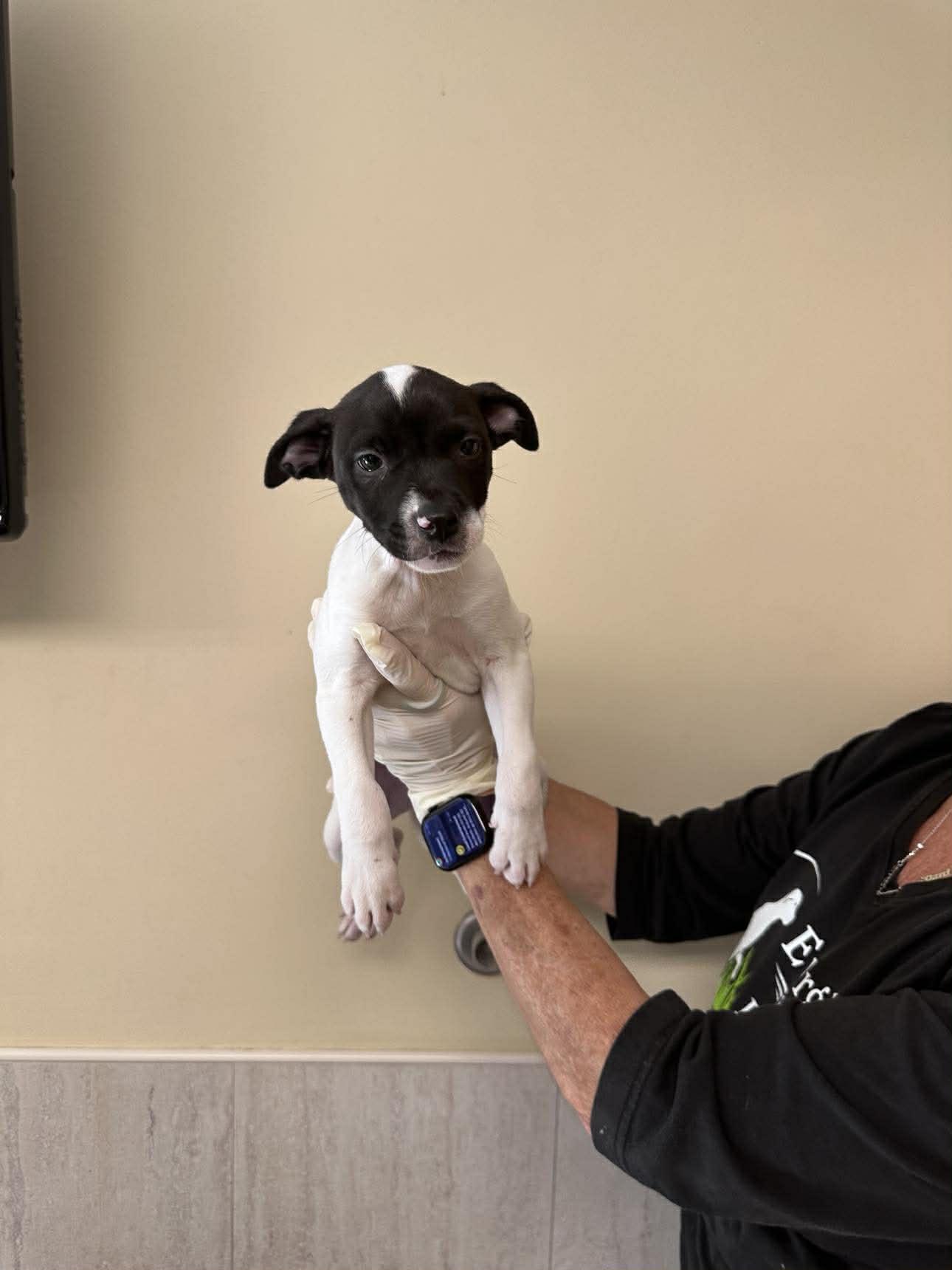 Capucine Pup - Lombardi, a Adoptable mixed breed in Pompano Beach, FL image 3/3