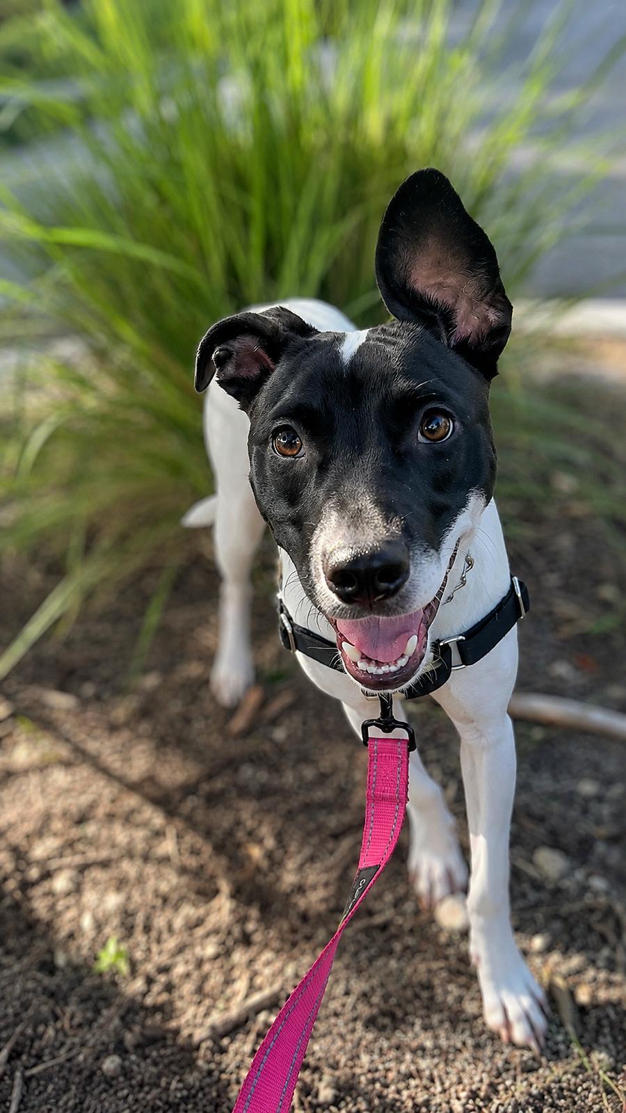 Enlarge Capucine Pup - Lombardi, a Adoptable mixed breed in Pompano Beach, FL image 2/3