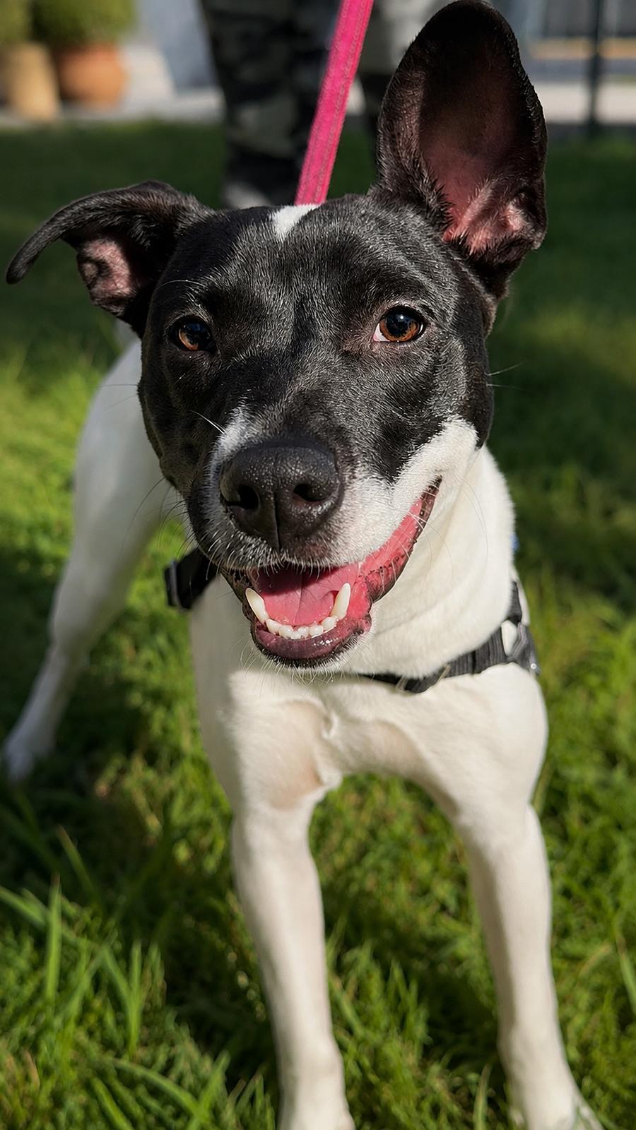 Enlarge Capucine Pup - Lombardi, a Adoptable mixed breed in Pompano Beach, FL image 3/3