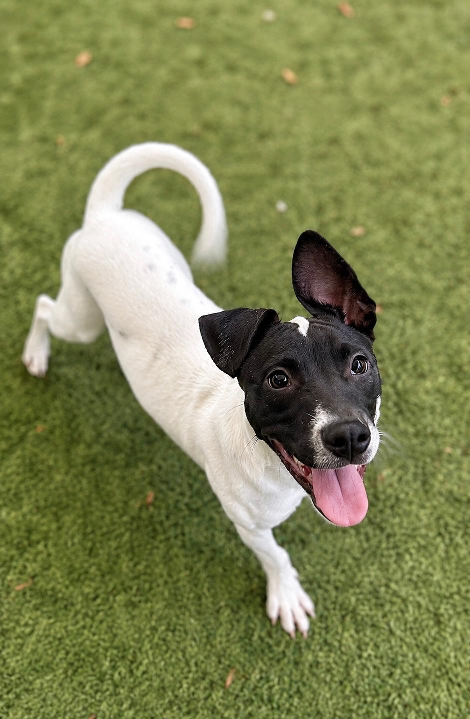 Enlarge Capucine Pup - Lombardi, a Adoptable mixed breed in Pompano Beach, FL image 3/3
