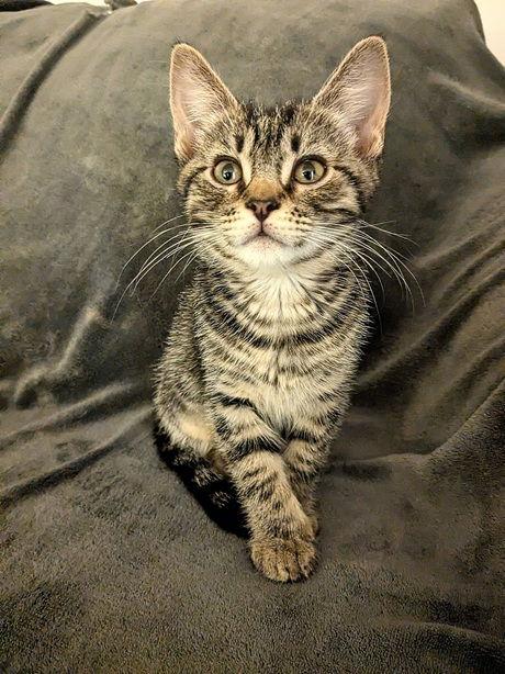 PorkChop25, Adoptable, Kitten Male Domestic Short Hair.
