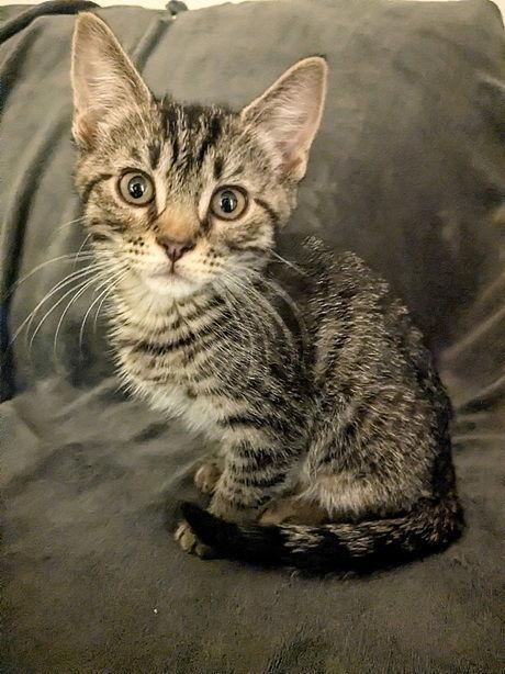 Enlarge PorkChop25, a Adoptable Domestic Short Hair in Nashville, TN image 2/3