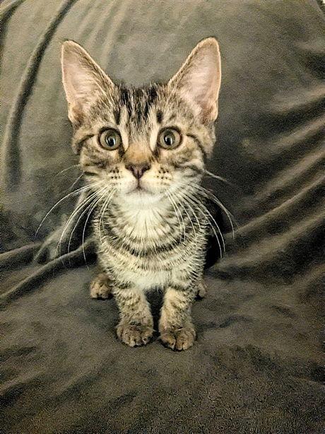 Enlarge PorkChop25, a Adoptable Domestic Short Hair in Nashville, TN image 3/3