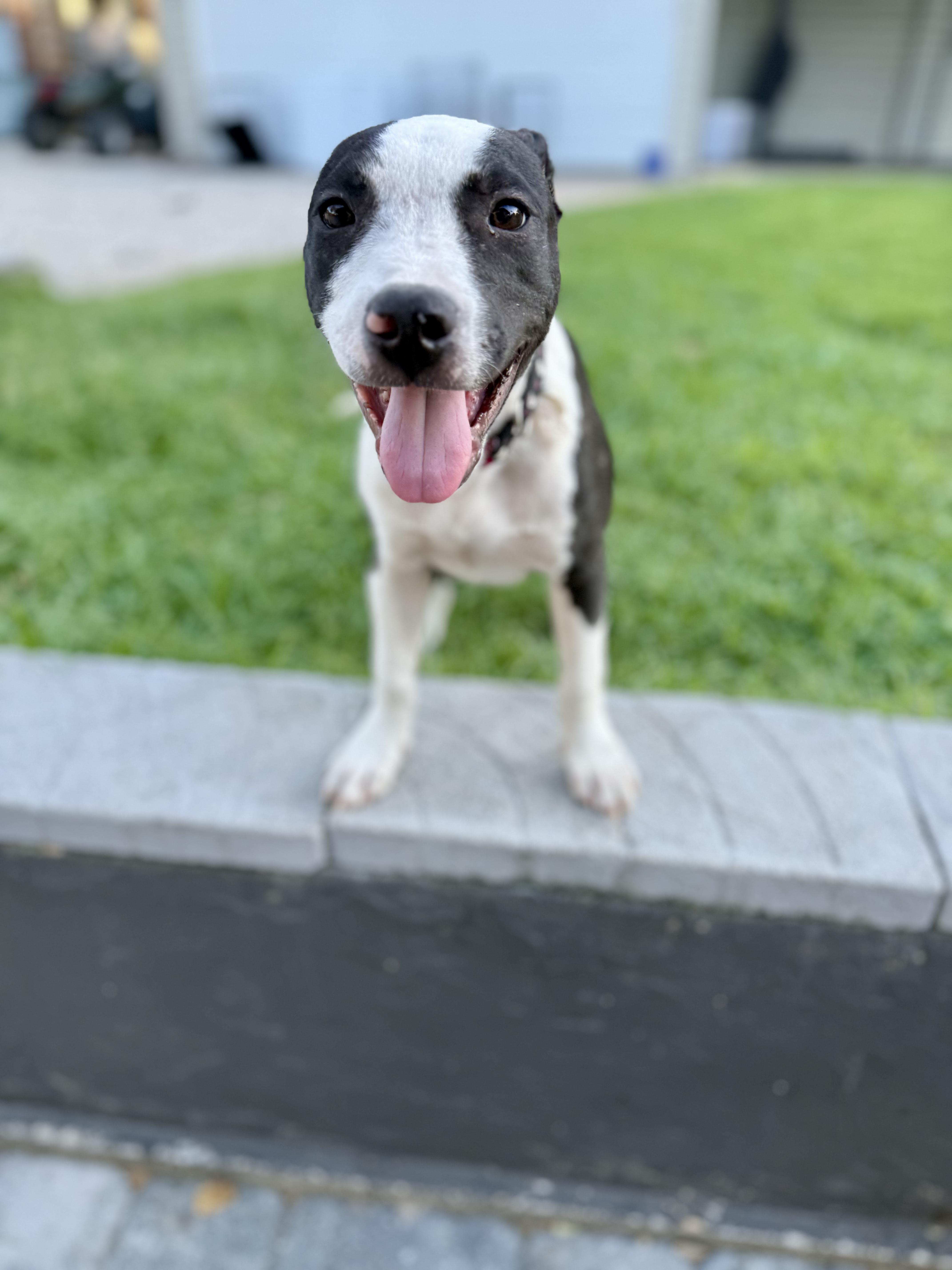 Enlarge Sprite, a Adoptable mixed breed in Shalimar, FL image 1/6