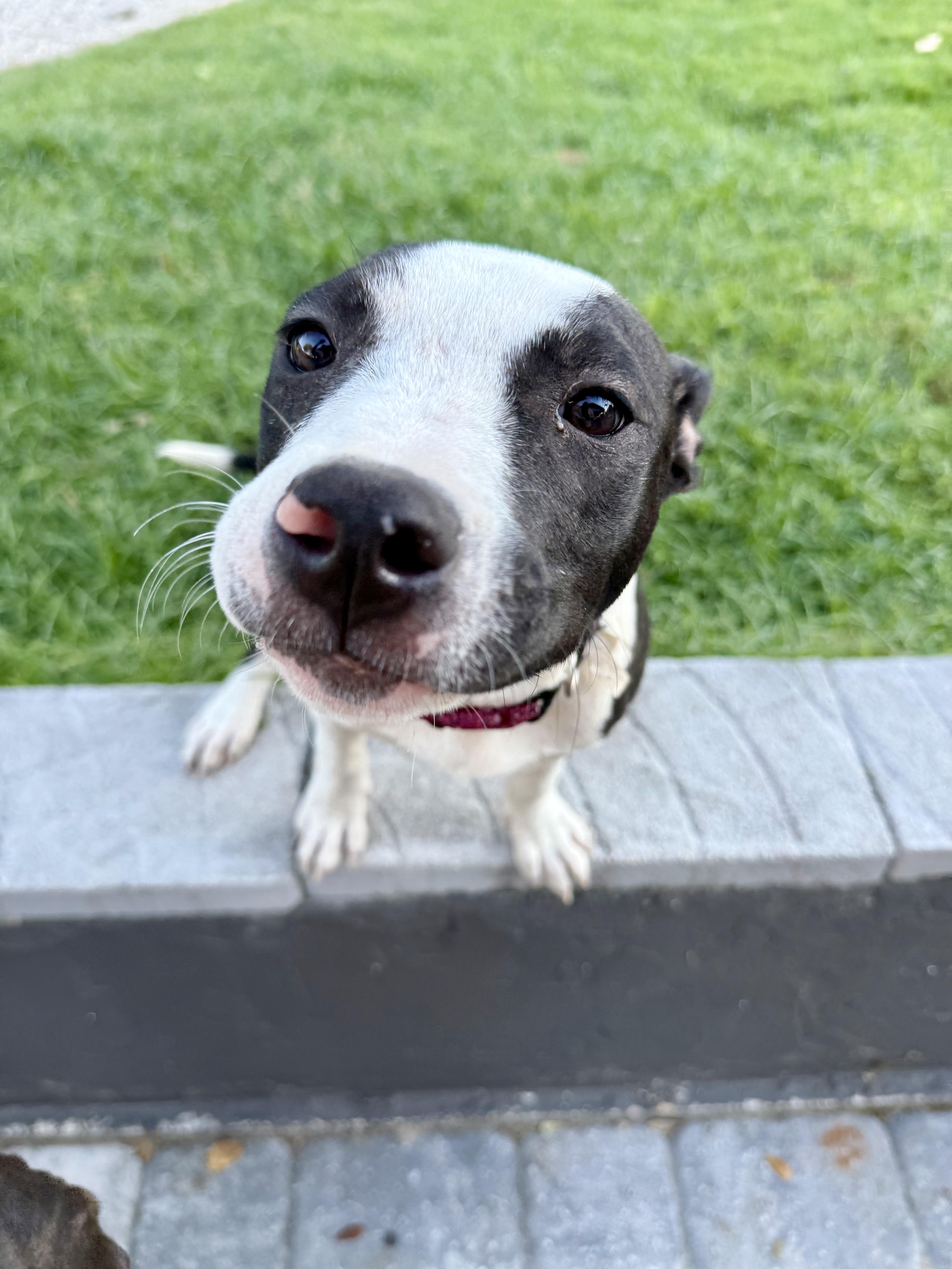 Enlarge Sprite, a Adoptable mixed breed in Shalimar, FL image 2/6