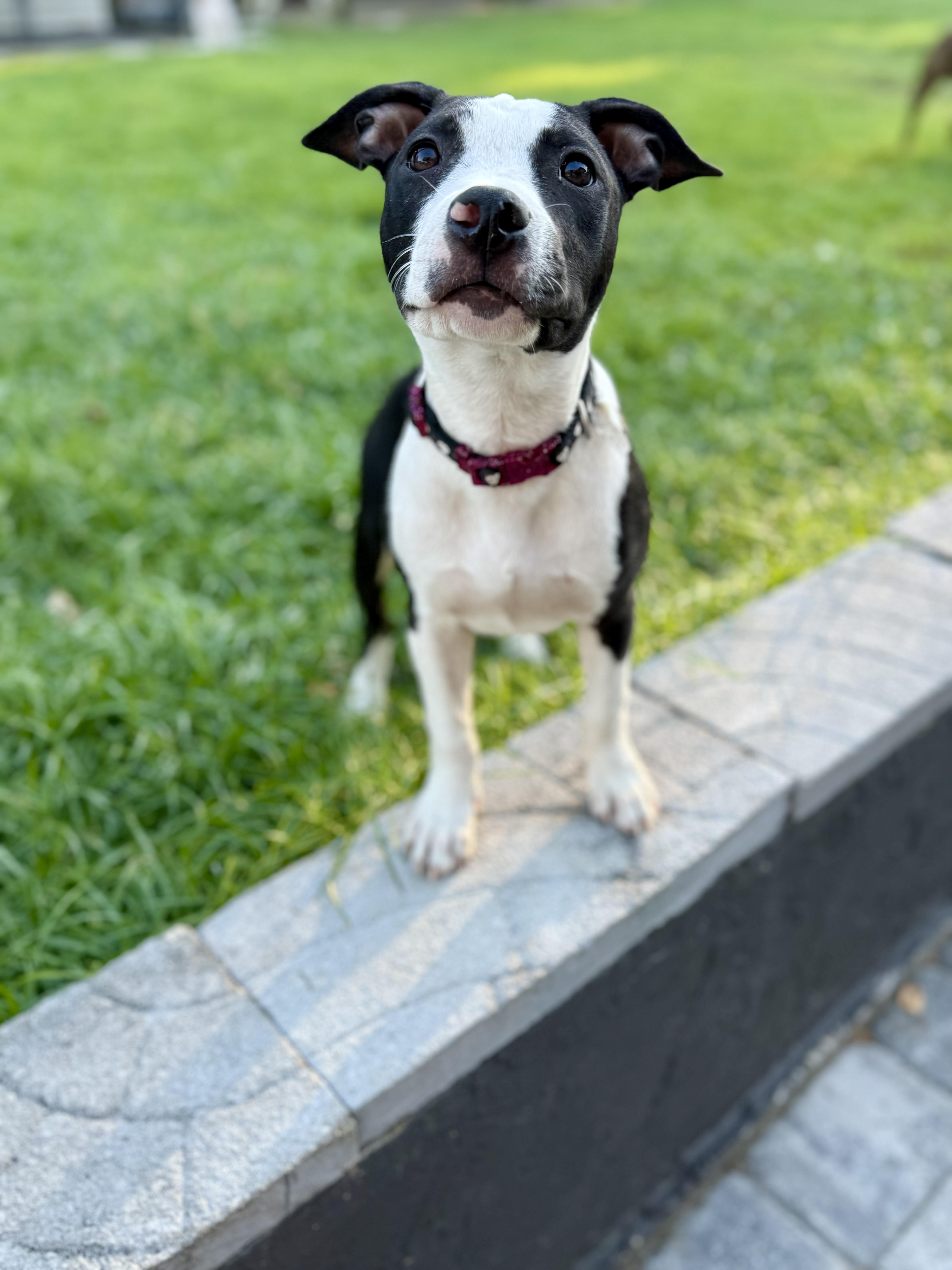 Enlarge Sprite, a Adoptable mixed breed in Shalimar, FL image 3/6