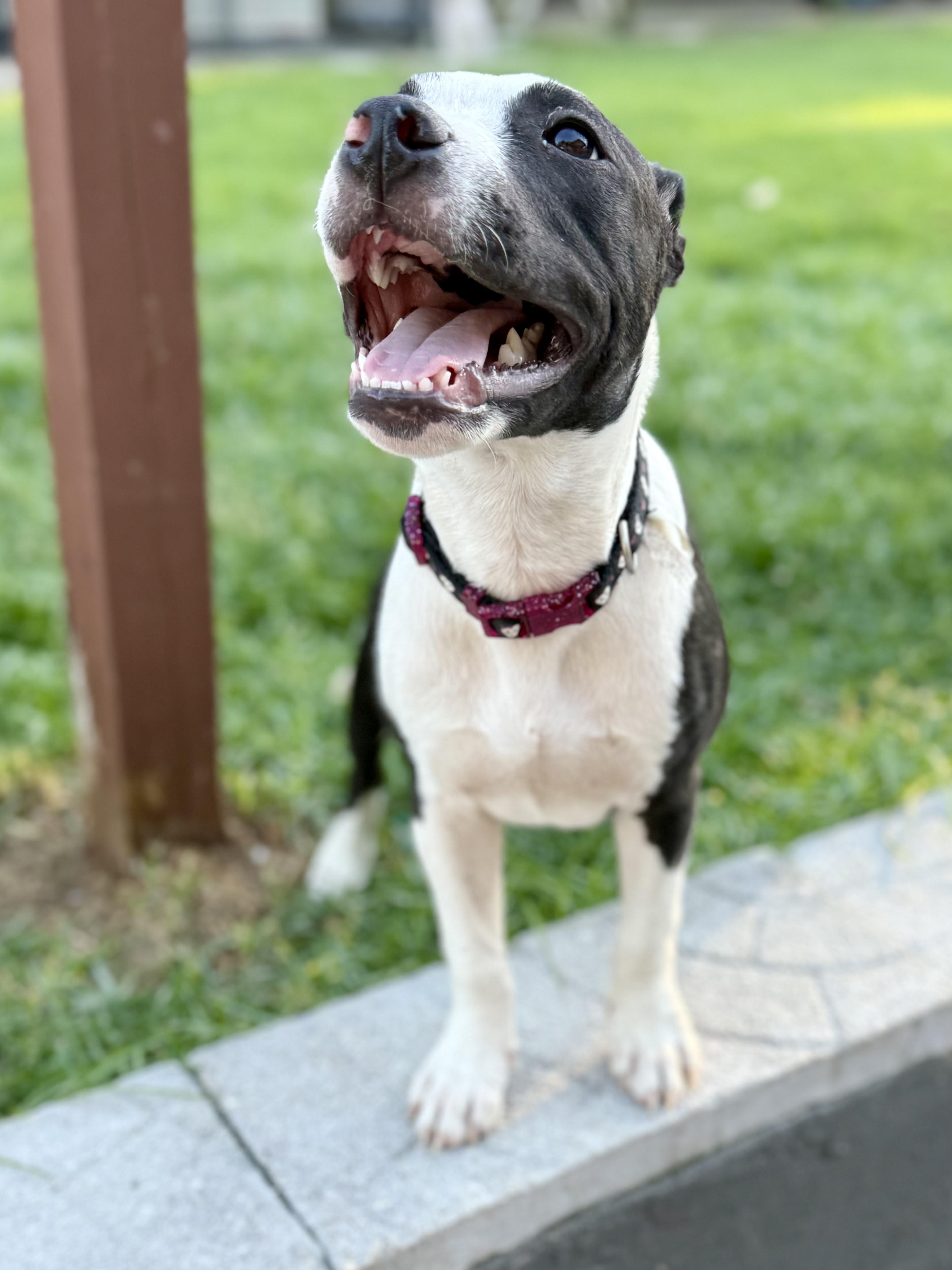 Enlarge Sprite, a Adoptable mixed breed in Shalimar, FL image 4/6