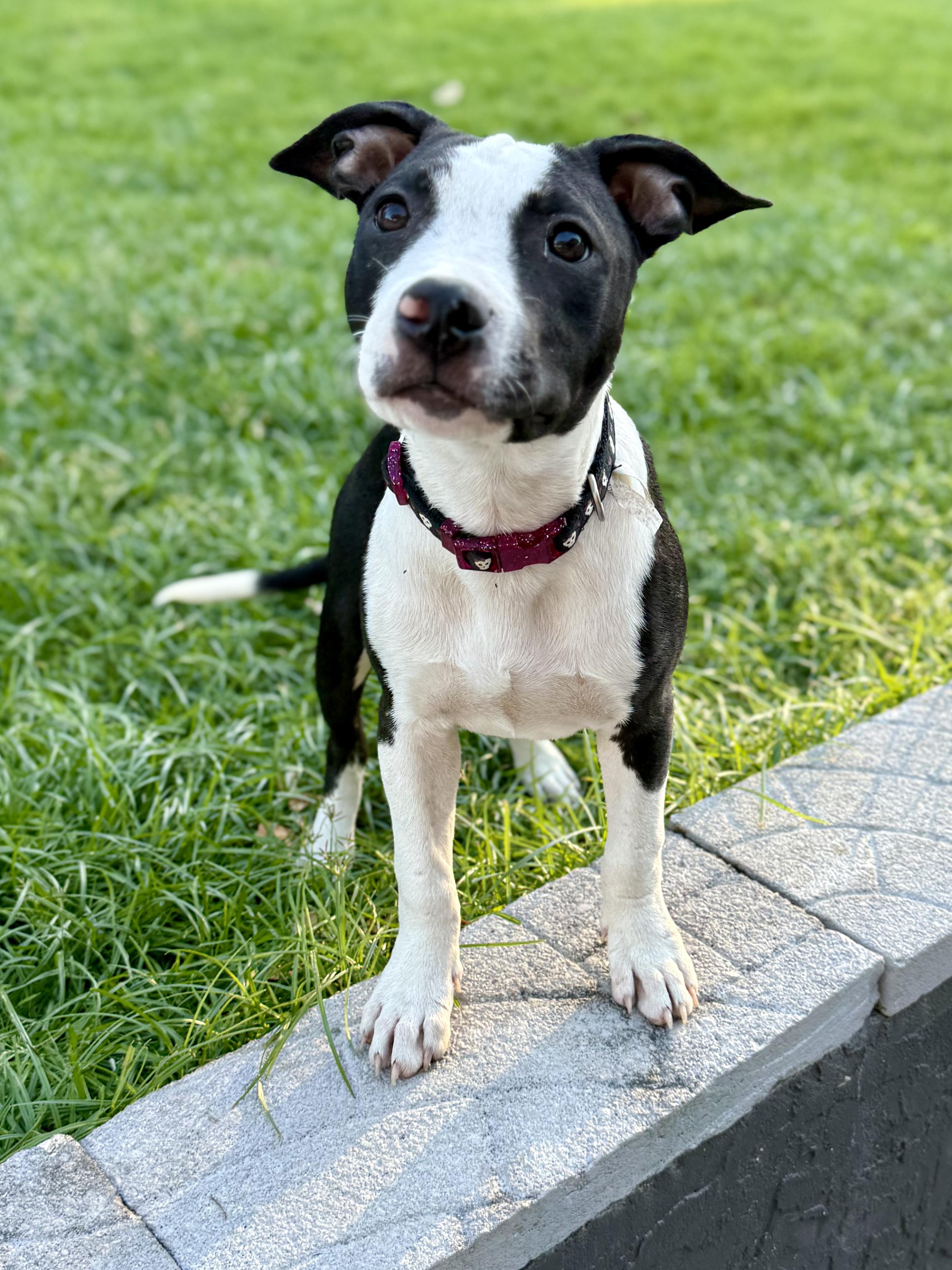Enlarge Sprite, a Adoptable mixed breed in Shalimar, FL image 6/6