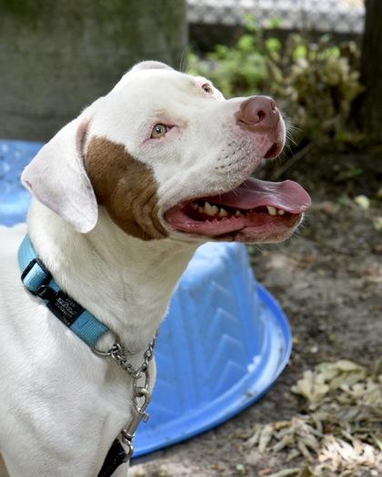 Enlarge Arnold, a ADOPTABLE Mixed Breed in Toronto, ON image 3/3