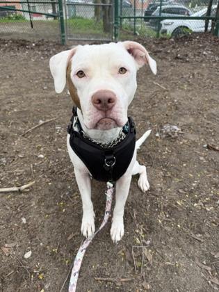 Arnold, ADOPTABLE, Adult Male Mixed Breed.