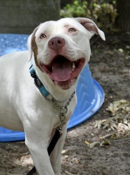 Enlarge Arnold, a ADOPTABLE Mixed Breed in Toronto, ON image 2/3