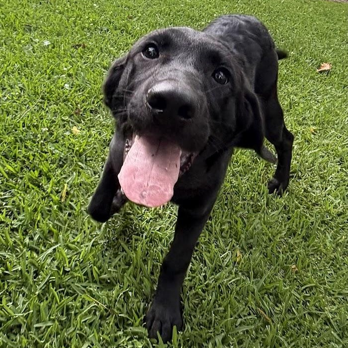 Kristoff, Adoptable, Puppy Male Labrador Retriever.