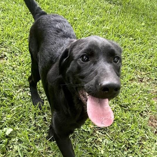 Enlarge Kristoff, a Adoptable mixed breed in Ransomville, NY image 5/6