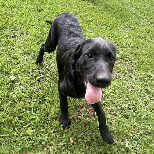 Enlarge Kristoff, a Adoptable mixed breed in Ransomville, NY image 2/6