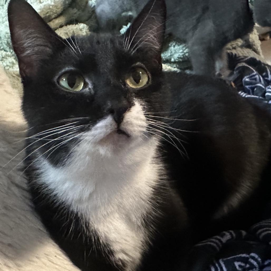 Ash-Lee, a Adoptable Domestic Short Hair in Greenfield, IN image 1/5