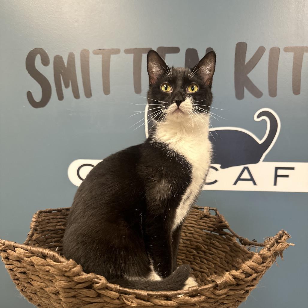 Ash-Lee, a Adoptable Domestic Short Hair in Greenfield, IN image 2/5