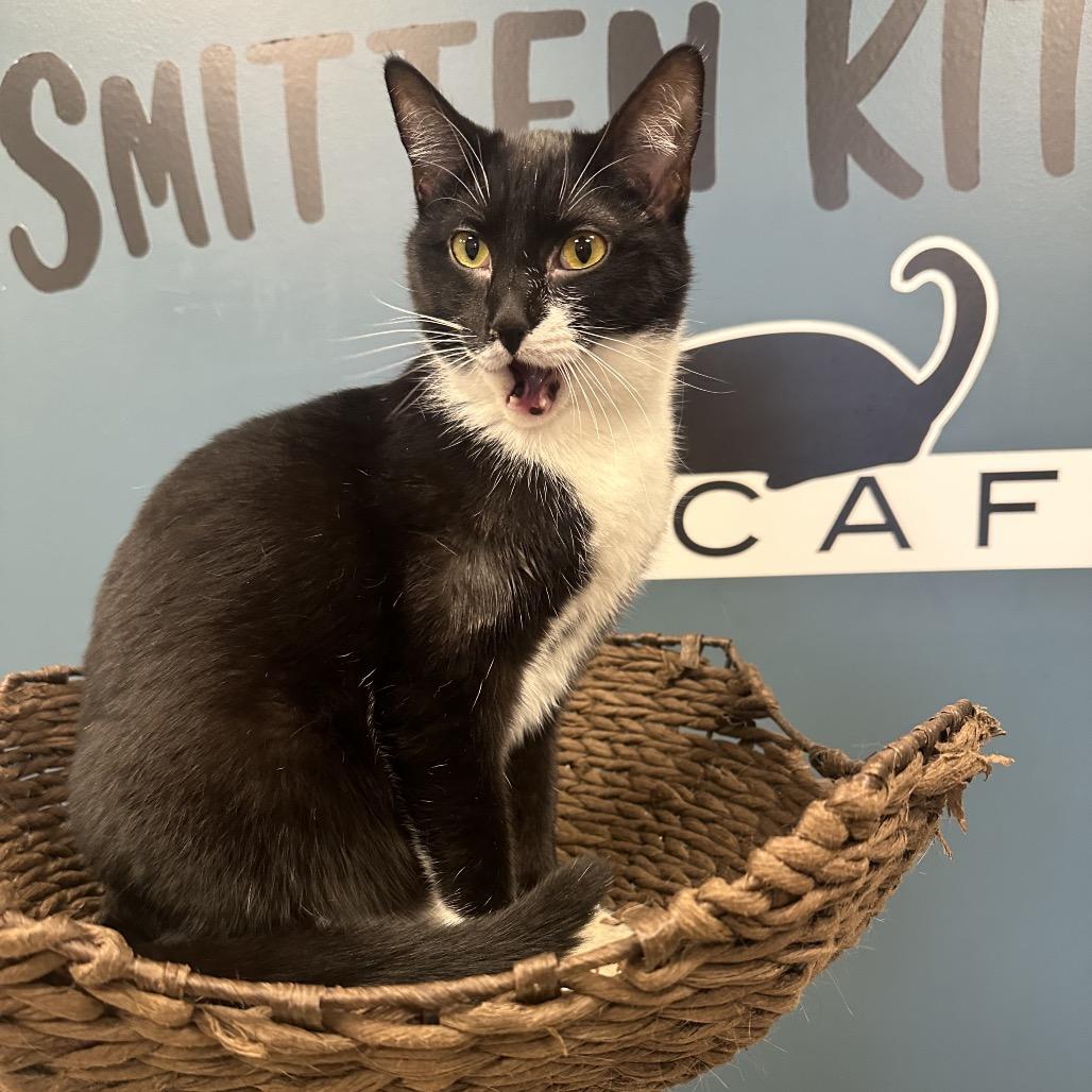 Ash-Lee, a Adoptable Domestic Short Hair in Greenfield, IN image 4/5