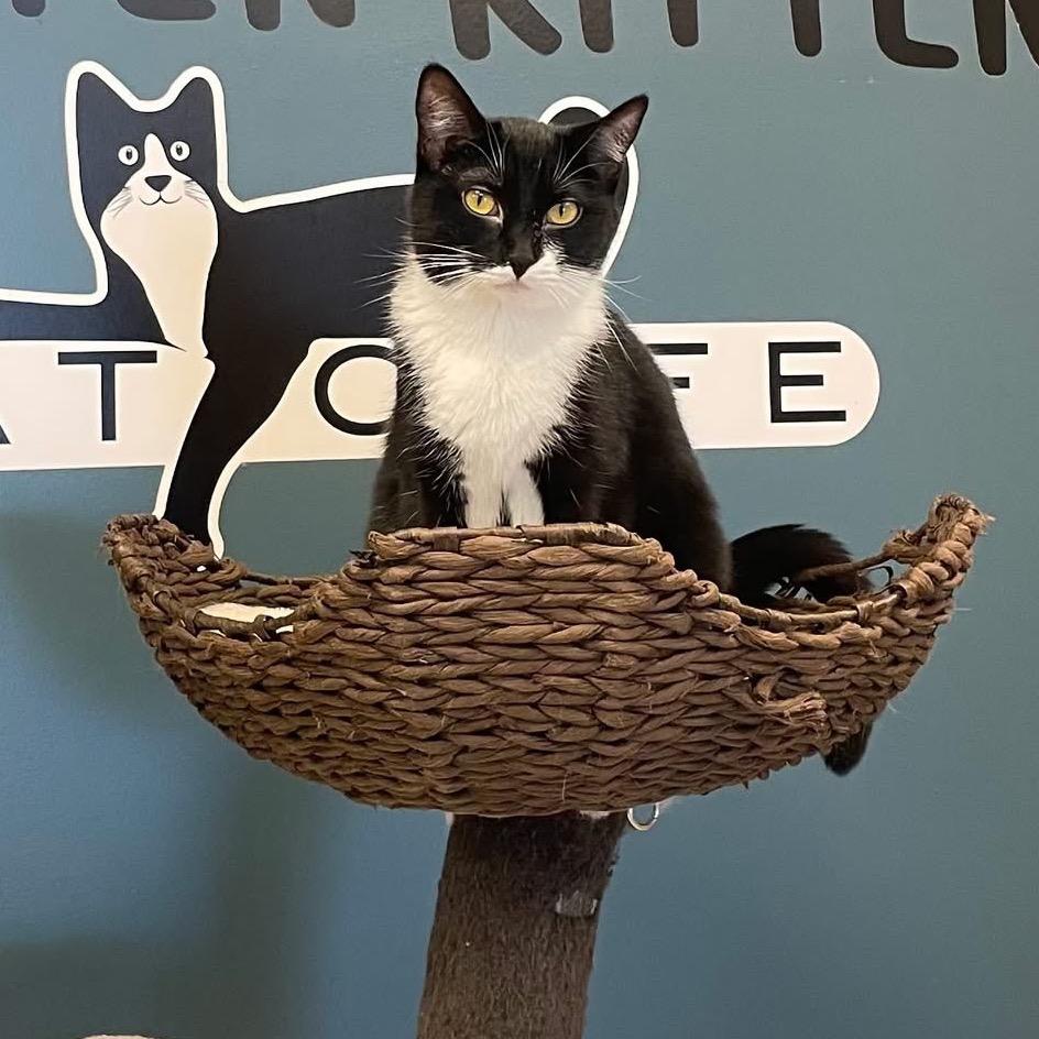 Ash-Lee, a Adoptable Domestic Short Hair in Greenfield, IN image 5/5