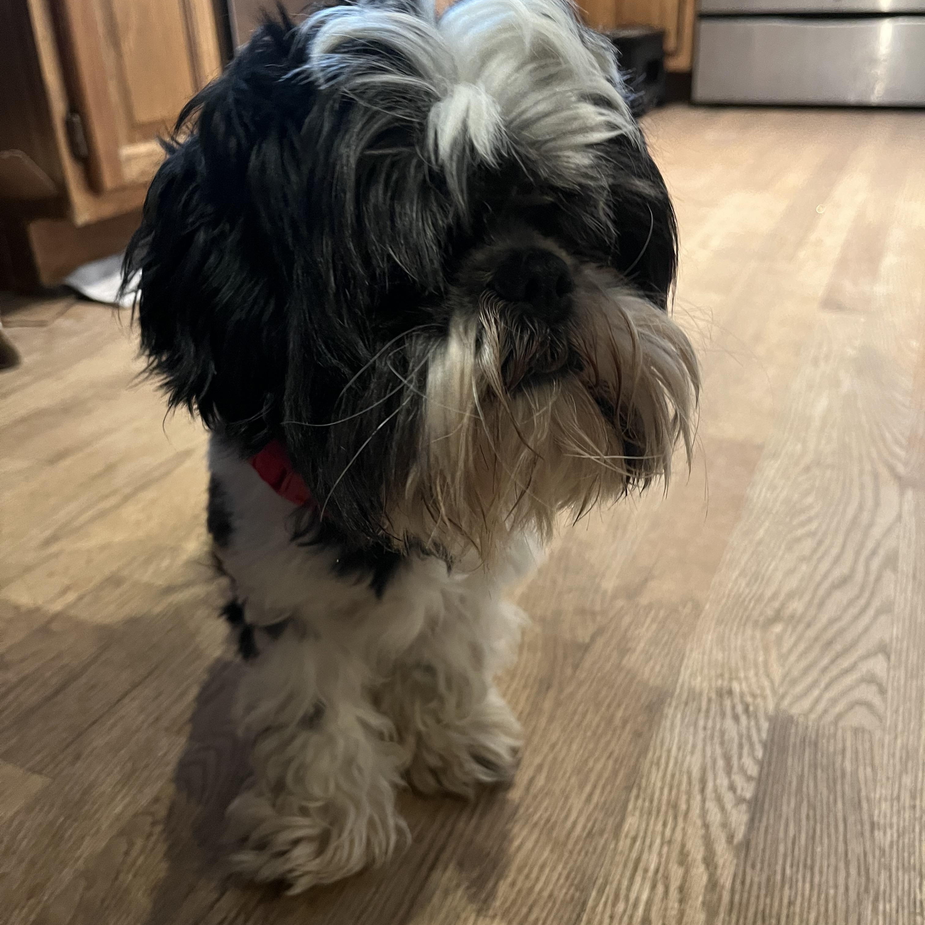 Eric, Adoptable, Adult Male Shih Tzu.