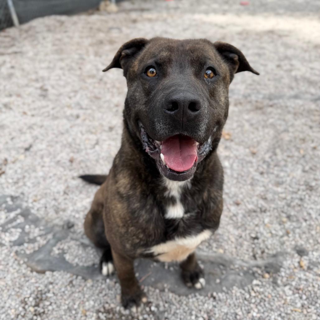 Enlarge Bruno, a Adoptable mixed breed in Mount Shasta, CA image 1/6