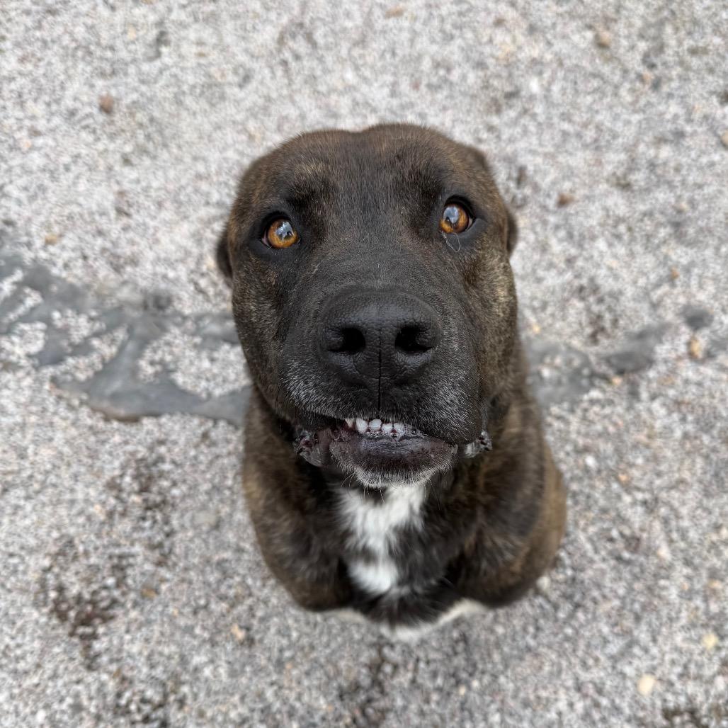 Enlarge Bruno, a Adoptable mixed breed in Mount Shasta, CA image 2/6