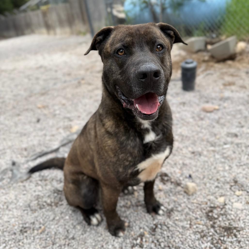 Enlarge Bruno, a Adoptable mixed breed in Mount Shasta, CA image 3/6