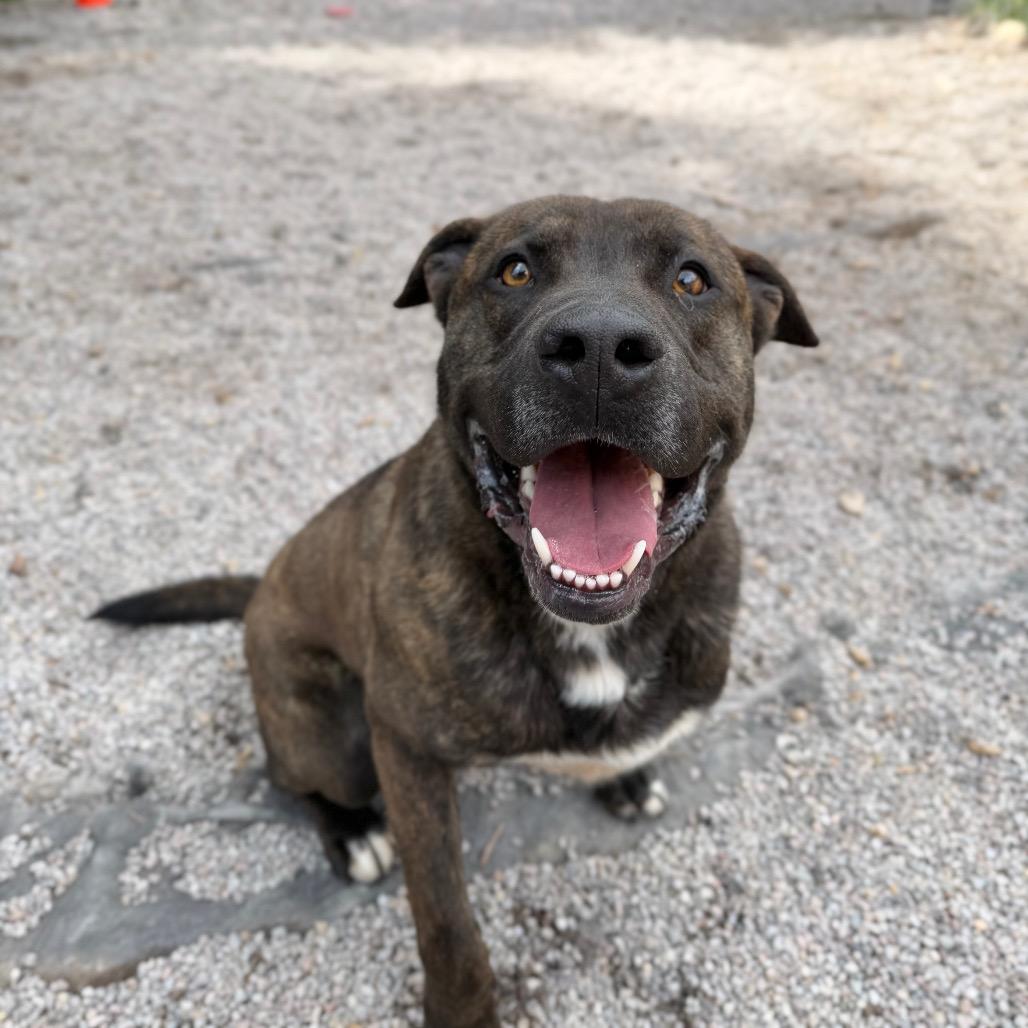 Enlarge Bruno, a Adoptable mixed breed in Mount Shasta, CA image 4/6