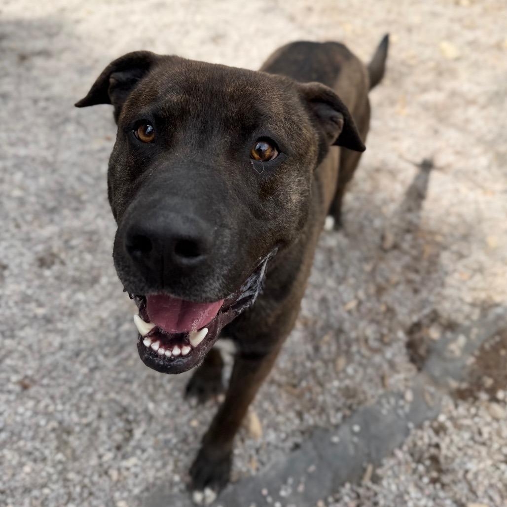 Enlarge Bruno, a Adoptable mixed breed in Mount Shasta, CA image 5/6