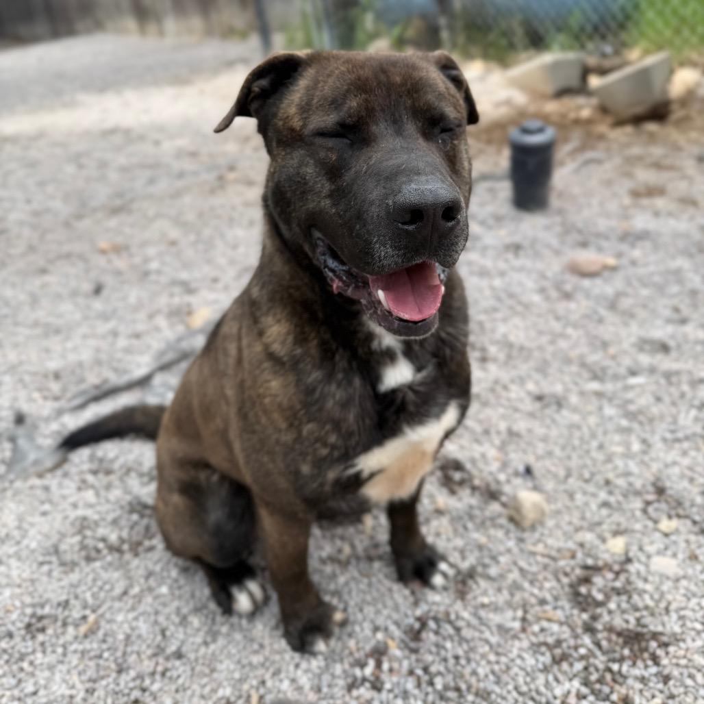 Enlarge Bruno, a Adoptable mixed breed in Mount Shasta, CA image 6/6