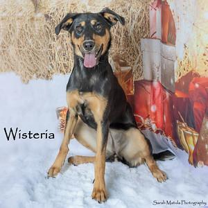 Wisteria, Adoptable, Adult Female Doberman Pinscher & Mixed Breed.