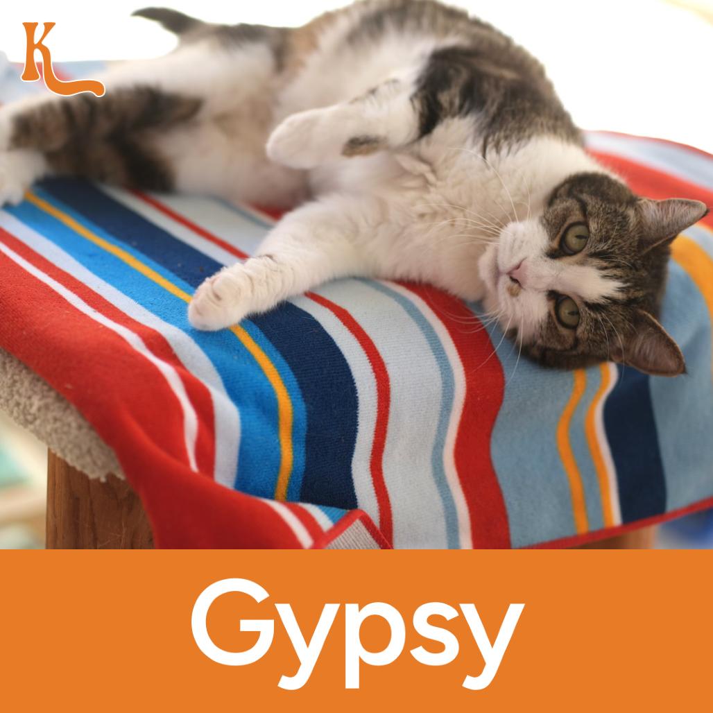 Gypsy, a Adoptable Domestic Short Hair in Desert Hot Springs, CA image 1/2