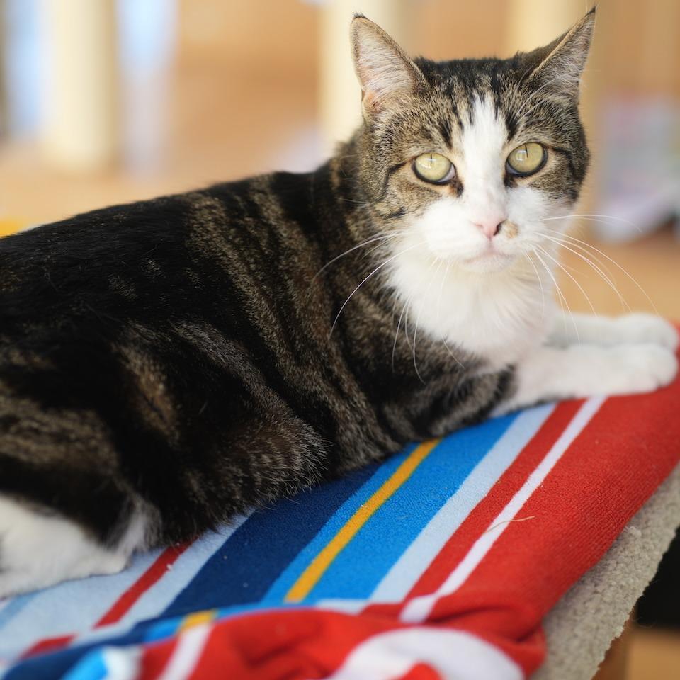 Gypsy, a Adoptable Domestic Short Hair in Desert Hot Springs, CA image 2/2