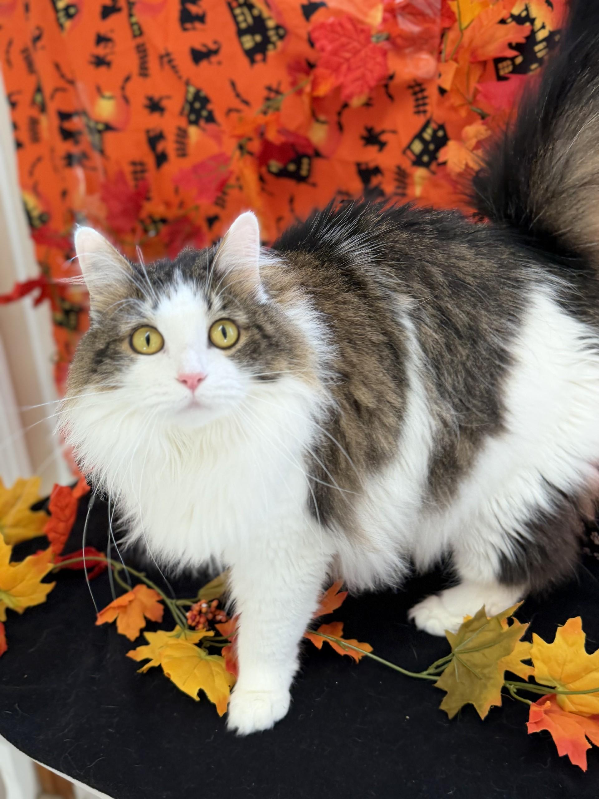 Enlarge Ginger, a Adoptable mixed breed in Upper Sandusky, OH image 2/4