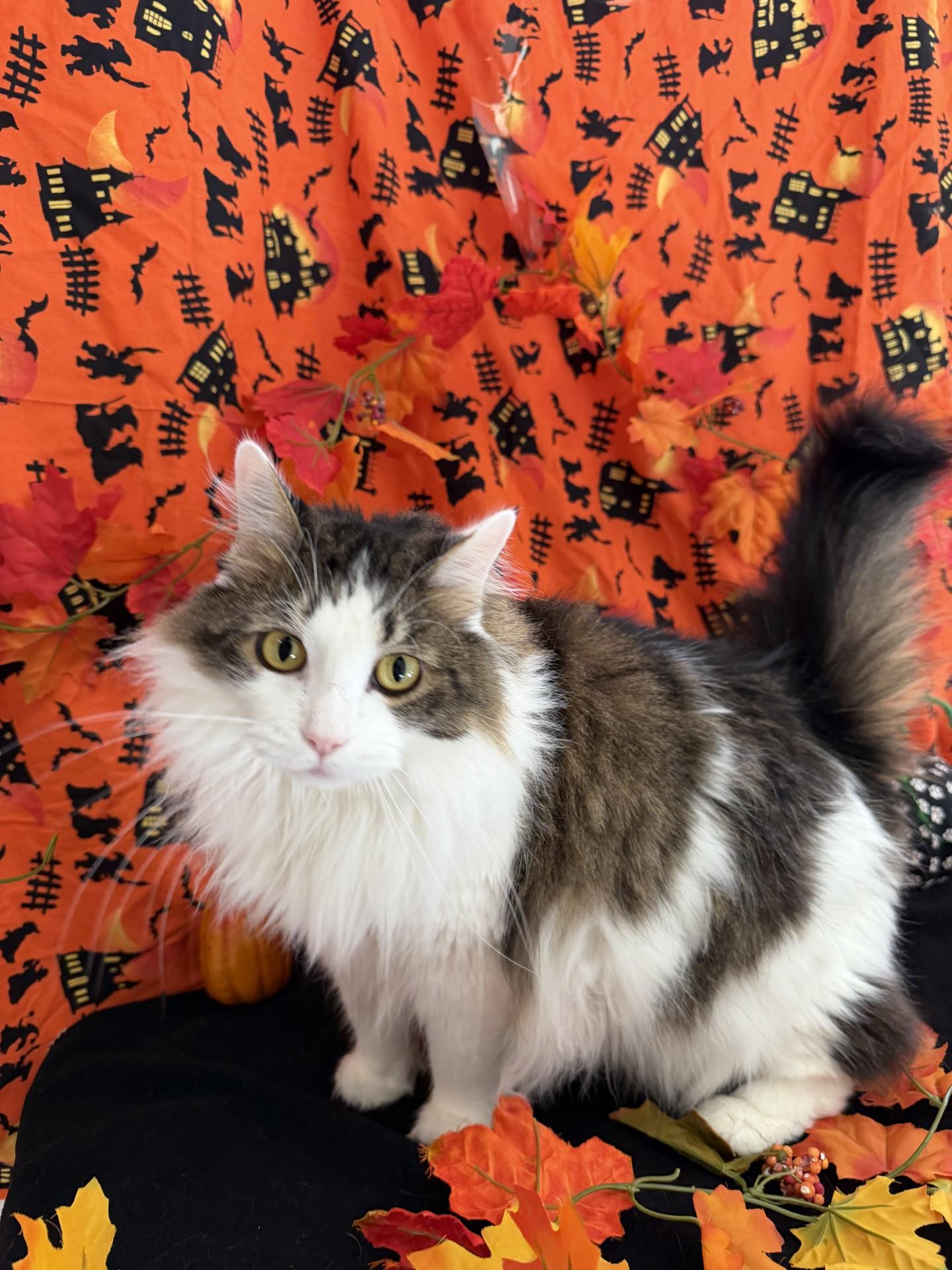 Enlarge Ginger, a Adoptable mixed breed in Upper Sandusky, OH image 3/4