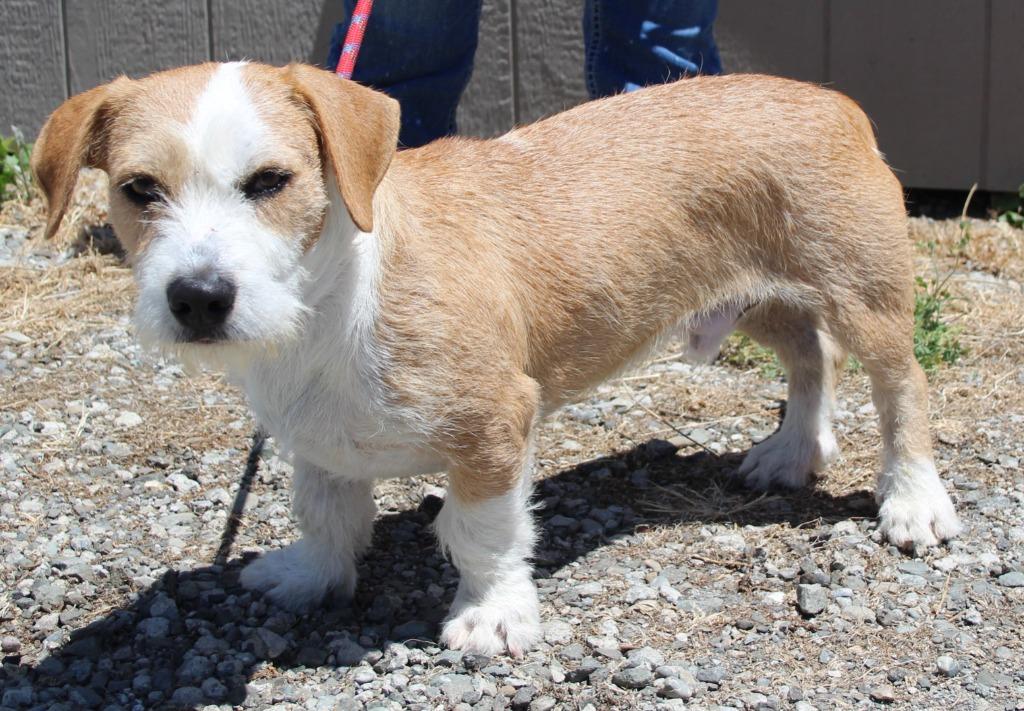 Monty, Adoptable, Puppy Male Basset Hound & Mixed Breed.