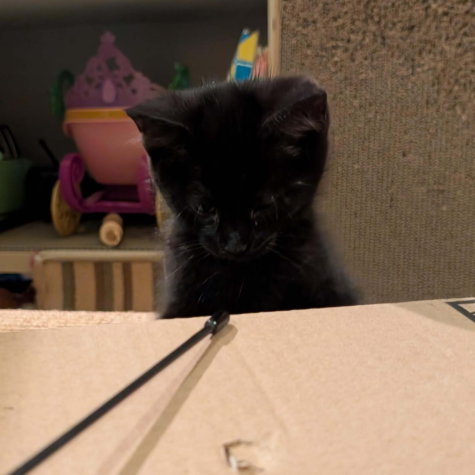 Enlarge Jasper, an adopted Domestic Short Hair in Ottawa, ON image 3/4