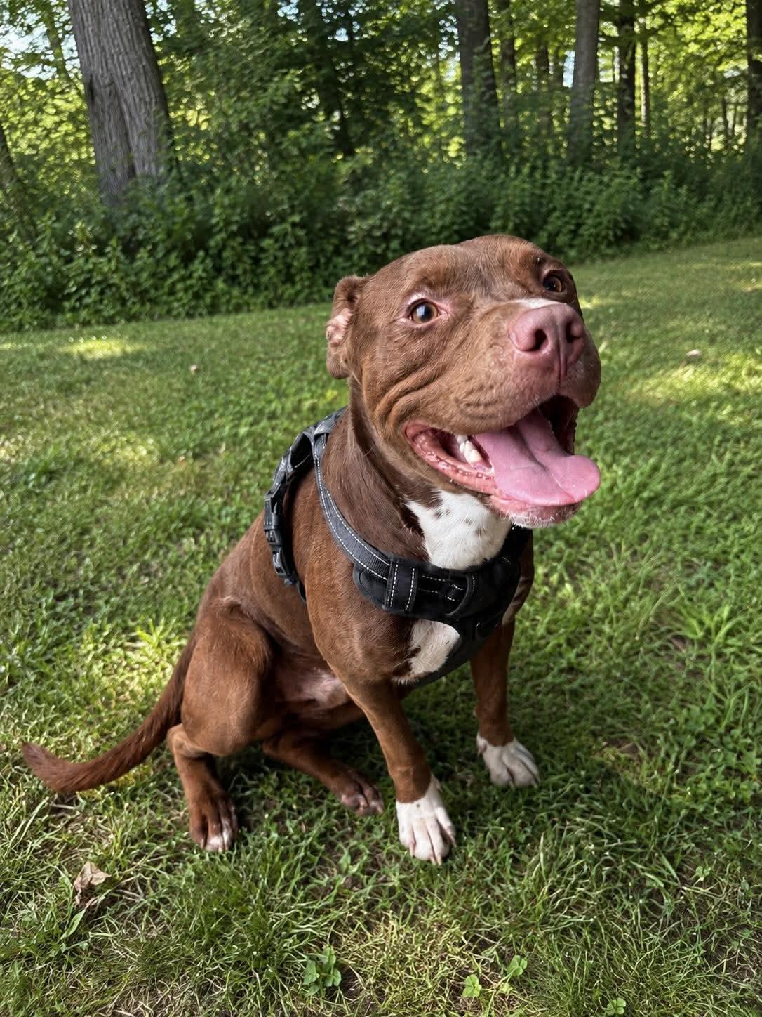 Bradley, a ADOPTABLE mixed breed in Jackson , NJ image 2/6