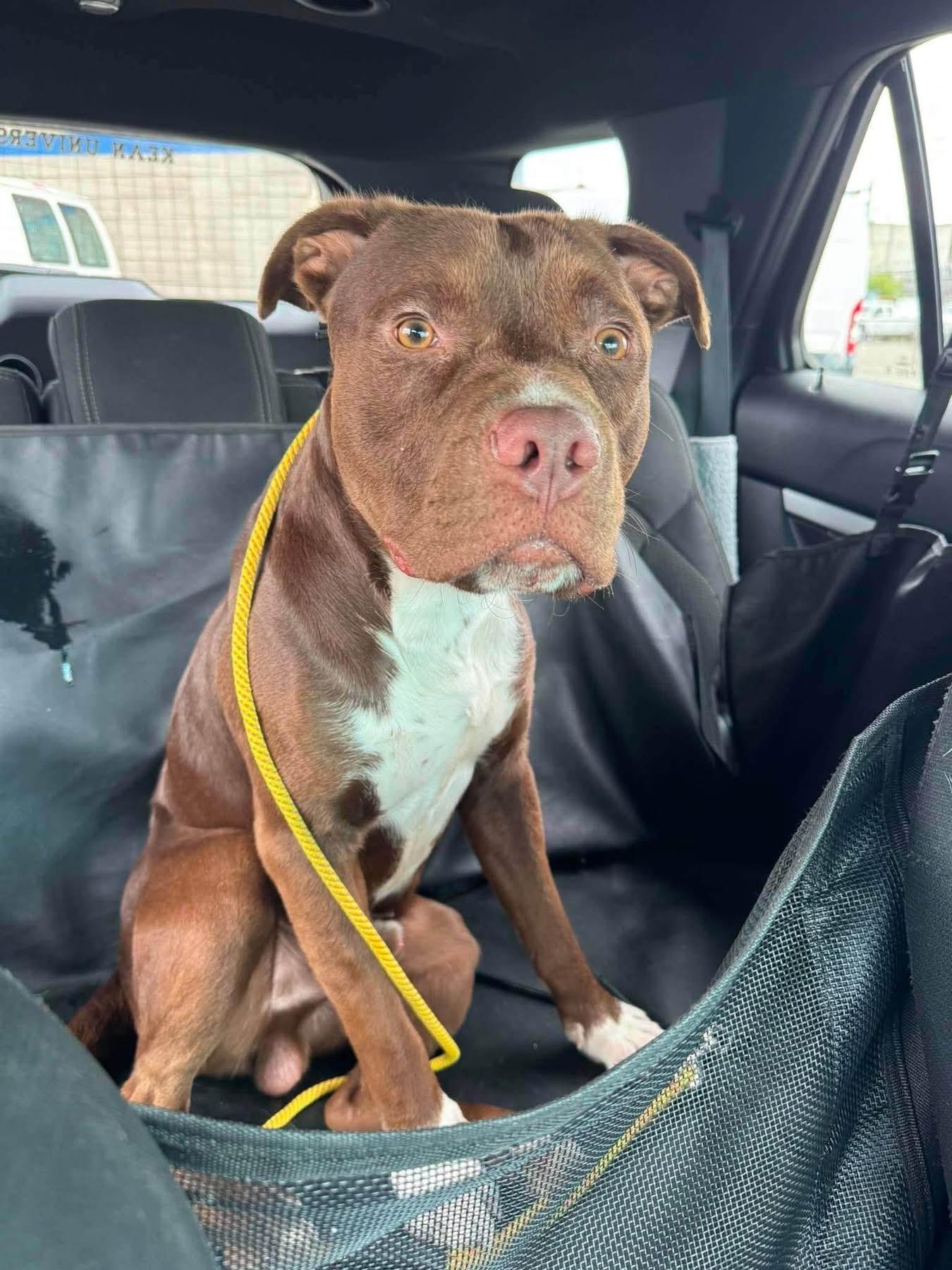 Bradley, a ADOPTABLE mixed breed in Jackson , NJ image 3/6