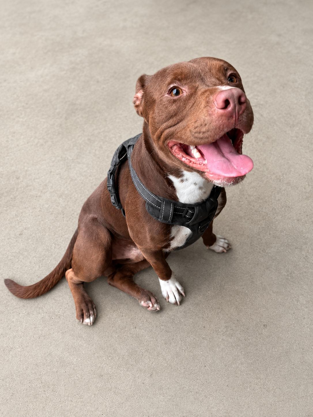 Bradley, ADOPTABLE, Young Male Pit Bull Terrier.