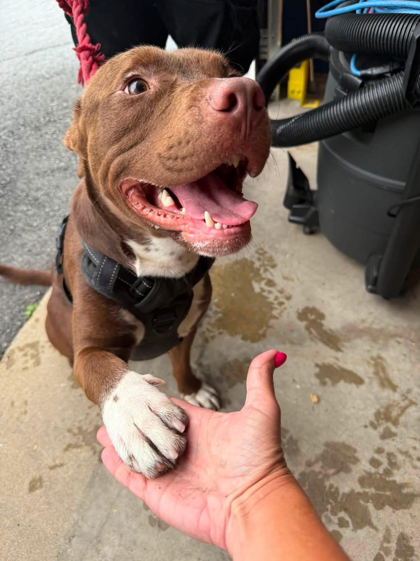 Bradley, a ADOPTABLE mixed breed in Jackson , NJ image 6/6